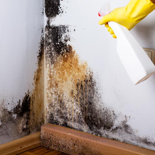 Mold Remediation